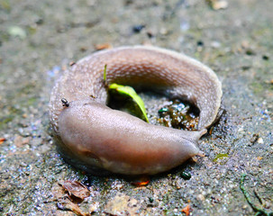 nudibranch snail