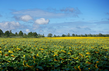 Yellow-green field with flowering sunflowers. Summer sunny day. On a bright blue sky clouds. A forest in the distance.