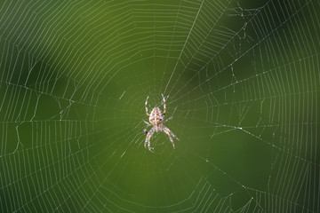 Spider with net