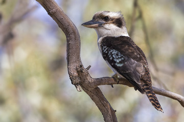 Laughing Kookaburra (Dacelo novaeguineae)