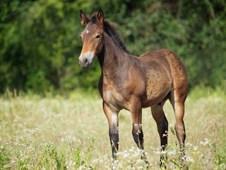 Obraz premium Nice brown foal on a meadow