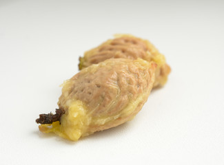 bones from a peach on a white background