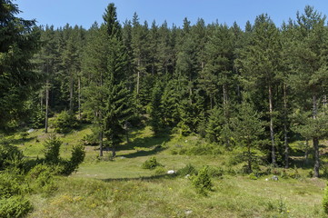 Sunlit  coniferous forest and glade in Rila mountain, Bulgaria, Europe  