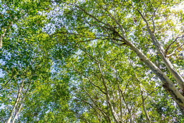 Park green trees