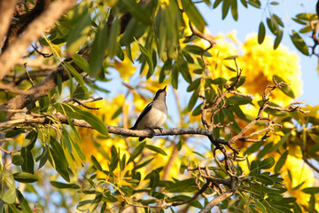 A bird clutching on branches of tree with sunlight in the afternoon and blurred background.