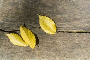 Three bright yellow autumn leaves on wooden texture, close'up background with copy space, abstract composition.