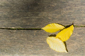 Three bright yellow autumn leaves on wooden texture, close'up background with copy space, abstract composition.