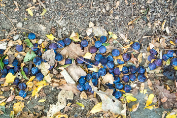Close up background of fallen ripe blue purple plums and dry autumn leaves on the ground in the garden.