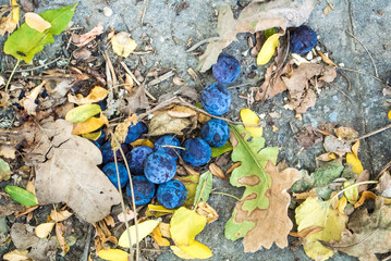 Close up background of fallen ripe blue purple plums and dry autumn leaves on the ground in the garden.