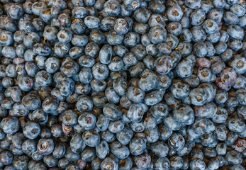Large, fresh garden blueberry, collected in trays