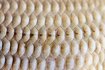 Fish scales skin texture macro view. Geometric pattern photo Crucian carp Carassius scaly with Lateral line. Selective focus, shallow depth field. © besjunior