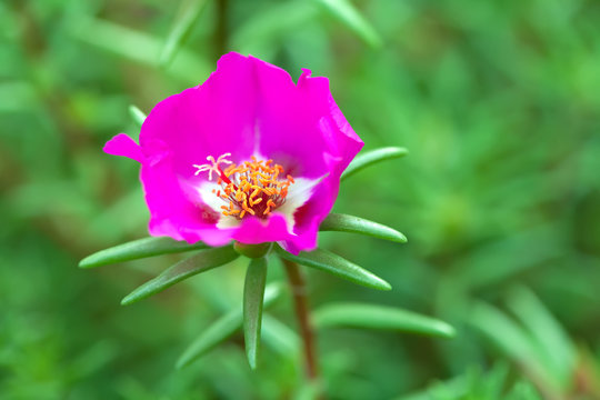 Portulaca Oleracea Images Browse 4 696 Stock Photos Vectors And Video Adobe Stock