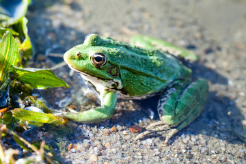 Fototapeta premium Green marsh frog natural habitat river coast background, camouflage dots amphibian Pelophylax ridibundus. Up view, selective focus, river plants background