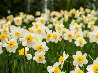 Garden of yellow and white color flower.