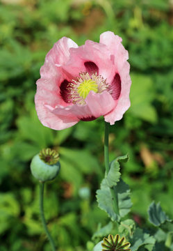 C&oelig;ur de la fleur du pavot