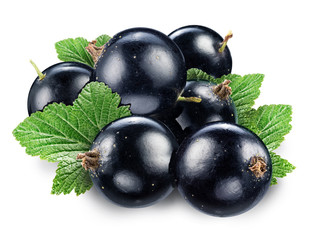 Black currant on the white background.