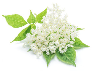 Elderberry flowers on the white background.