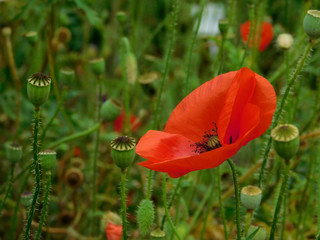 Fototapeta premium Red poppy in bloom in a garden