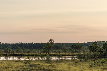 Latvia. beautiful colors in the evening before sunset in the swamp Dunikas