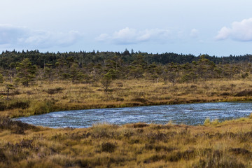 Latvia. beautiful colors in the evening before sunset in the swamp Dunikas