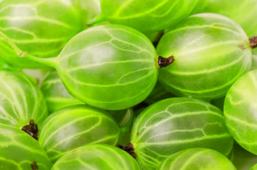 Group of ripe green gooseberry berry