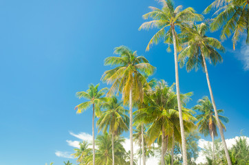 Palm trees blue sky