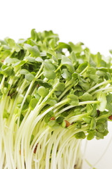 カイワレダイコン　White radish sprouts