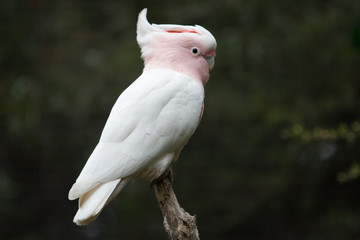 Major Mitchell's Cockatoo (Lophochroa leadbeateri) © Andrew