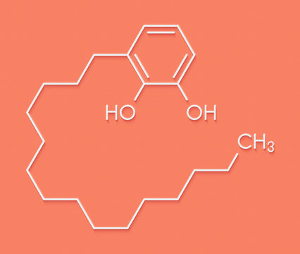 Urushiol poison ivy allergen molecule. Also present in poison oak, lacquer tree and poison sumac. Urushiol is a mixture of closely related components, only one of which is shown. Skeletal formula.