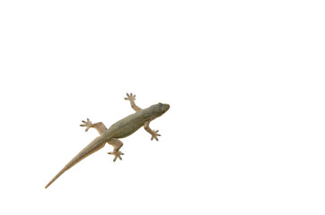 lizard isolated