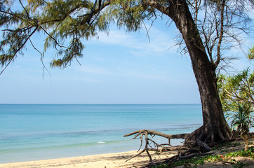 beach and the sea and trees.