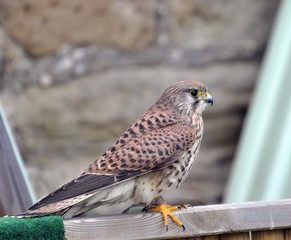 Buntfalke
