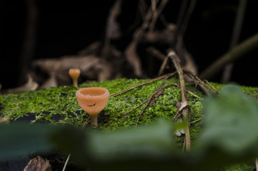 pink mushroom and hair