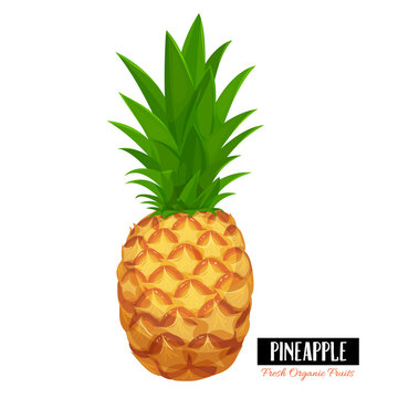 Vector pineapple.