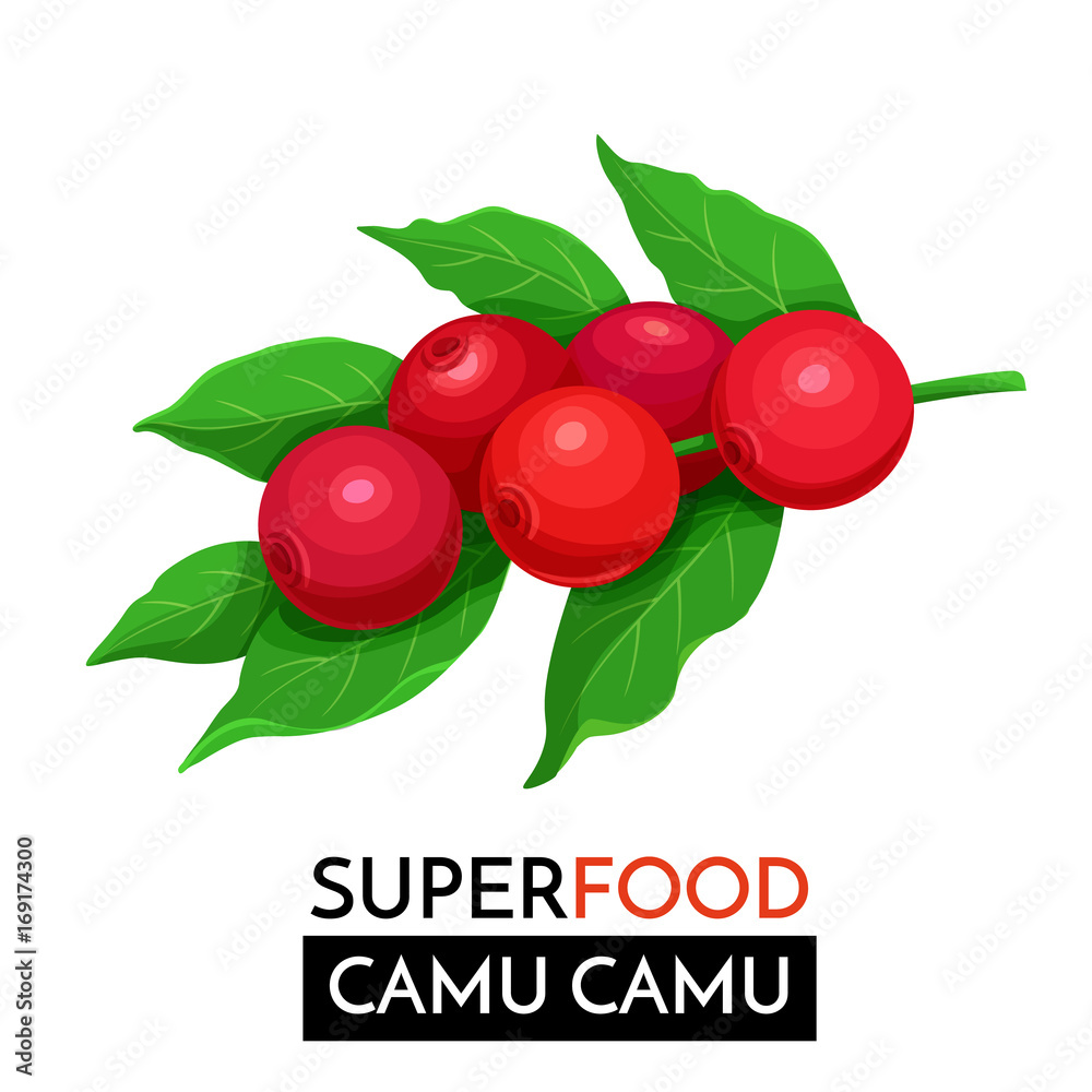 Wall mural сamu camu vector icon.