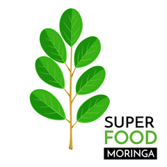 Moringa vector icon.