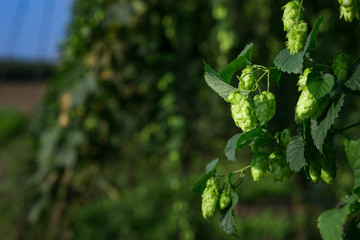 Hopfen Bier