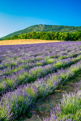 Obraz premium Levander Fields