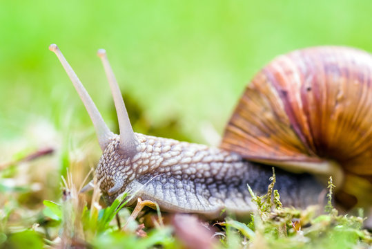 Land snail on the grounf