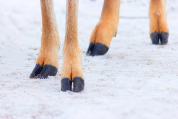 four hooves on a snow