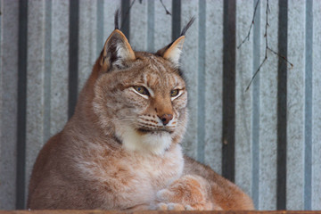 Naklejka premium lynx in winter