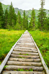 Empty forest path in High Tatras, Slovakia