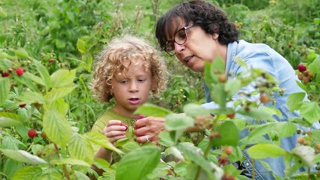 blond little boy and his grandmother picking raspberries