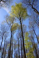 Bäume - der blühende Frühling