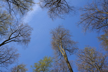 Bäume - der Blick in den Himmel