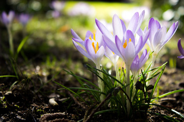 A group of crocus in spring