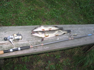 Pike fish