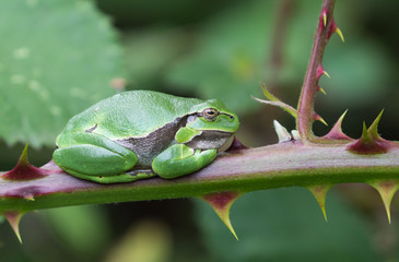 Laubfrosch entspannt  auf einem Brombeerstrauch in typischer Ruhestellung