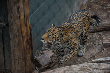 Leopard looking up animal portrait