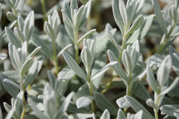 behaarte Blättchen von filzigem Hornkraut